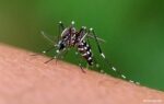 Mosquitoes and midges in Thailand: threats and safety measures