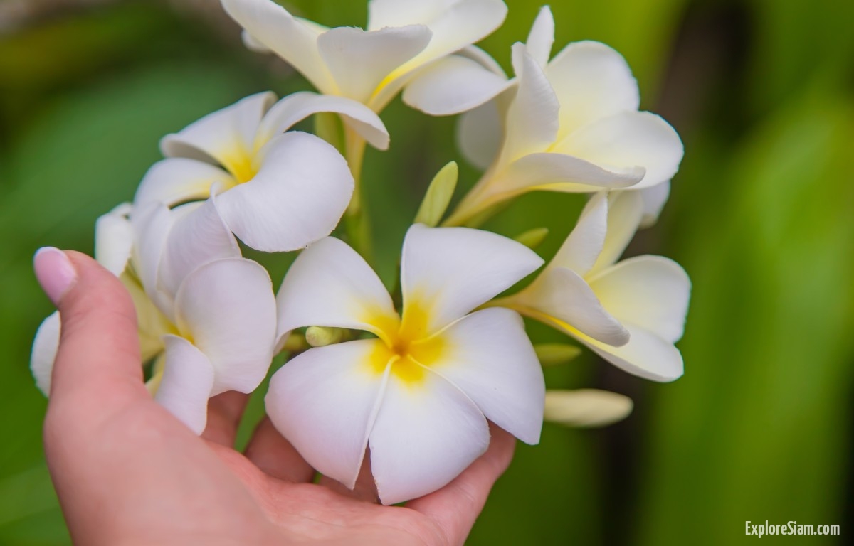 Plumeria: The Iconic Flower of Thailand