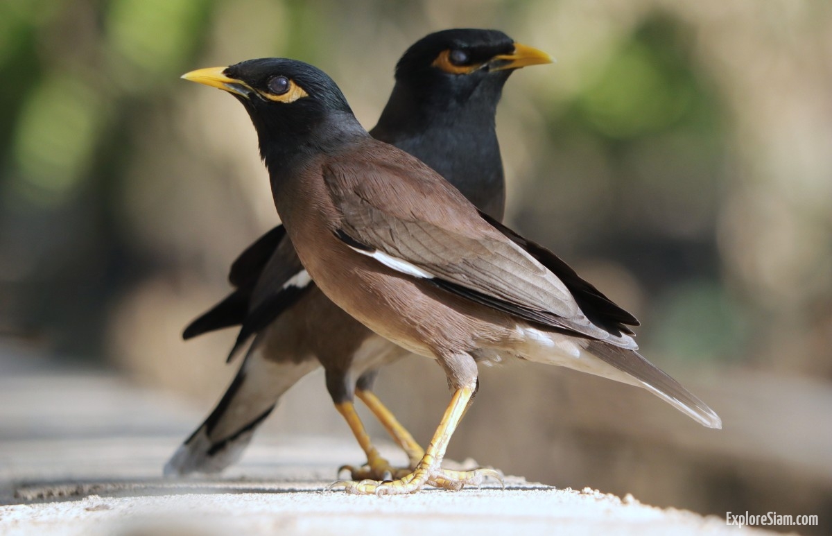 The Common Myna: Thailand's Most Notable Bird