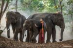 Thai Elephants: The Most Unique and Gentle Giants in Thai Life and Culture