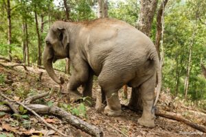 Wildlife and Nature Conservation in Thailand: Efforts and Opportunities for Travelers