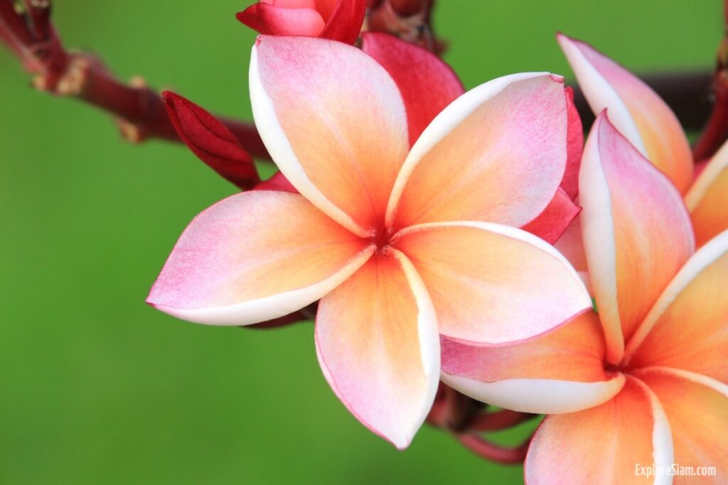 Plumeria: The Iconic Flower of Thailand