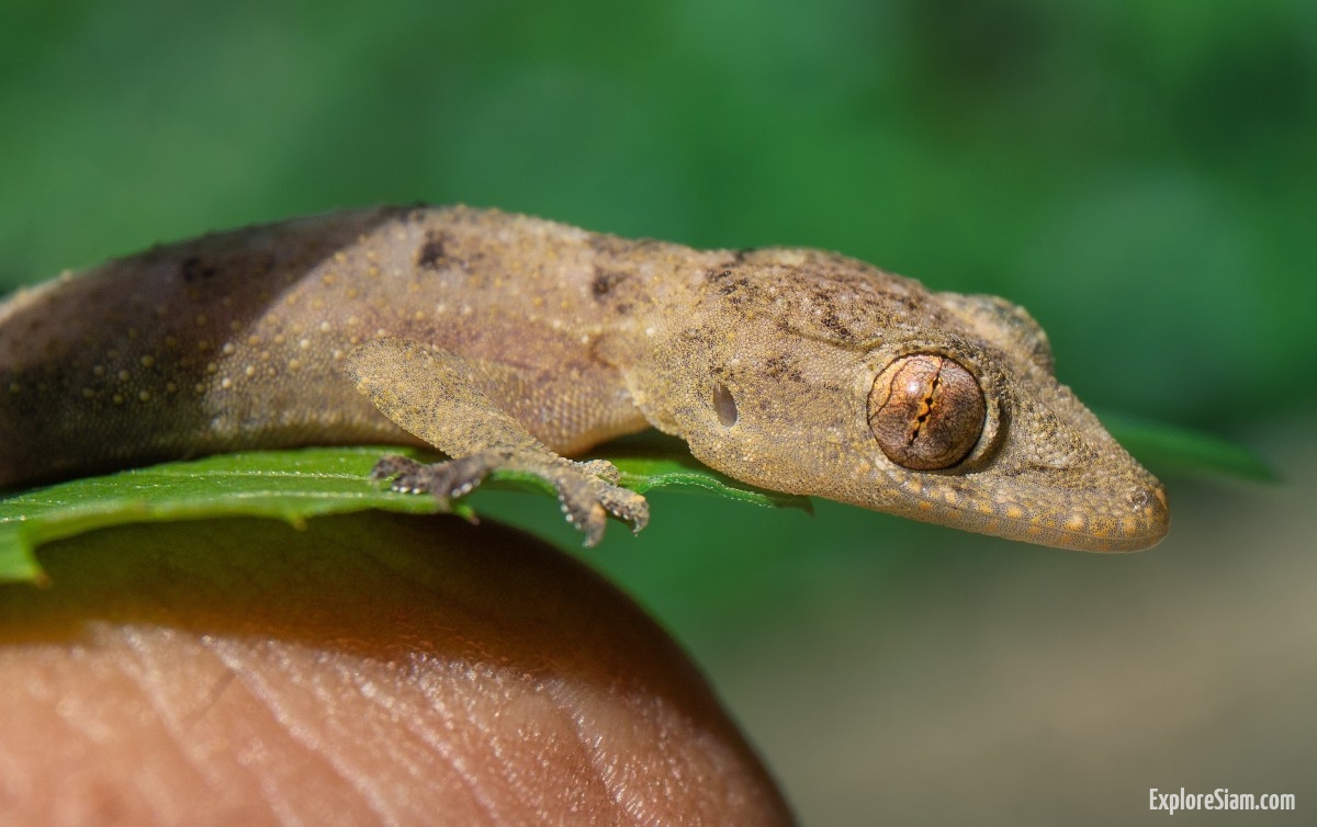 The Jing-Jok Gecko in Thailand: A Helpful Housemate