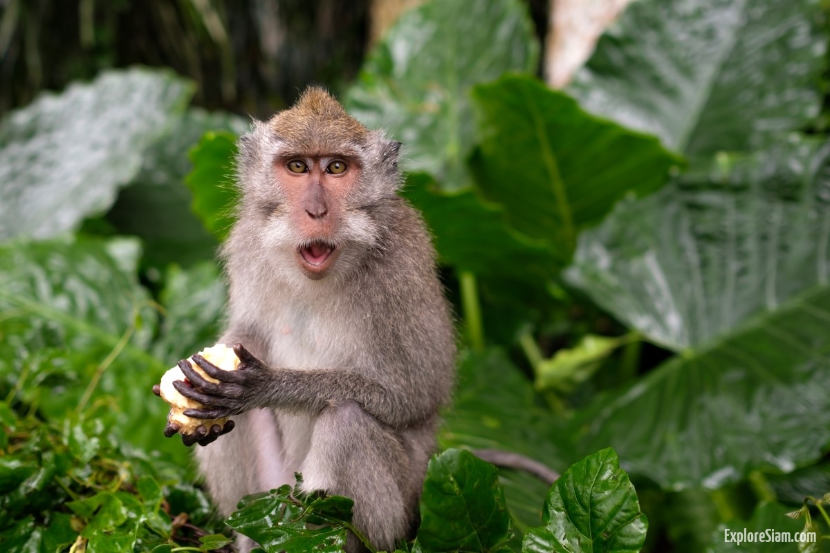 Monkeys in Thailand: Essential Knowledge and Safety Measures