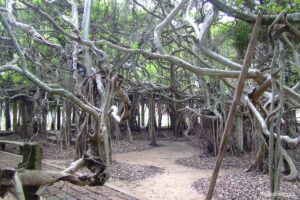 Phimai's Botanical Giant: The Enormous Banyan Tree