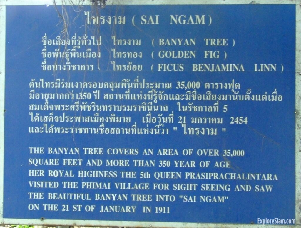 Phimai's Botanical Giant: The Enormous Banyan Tree