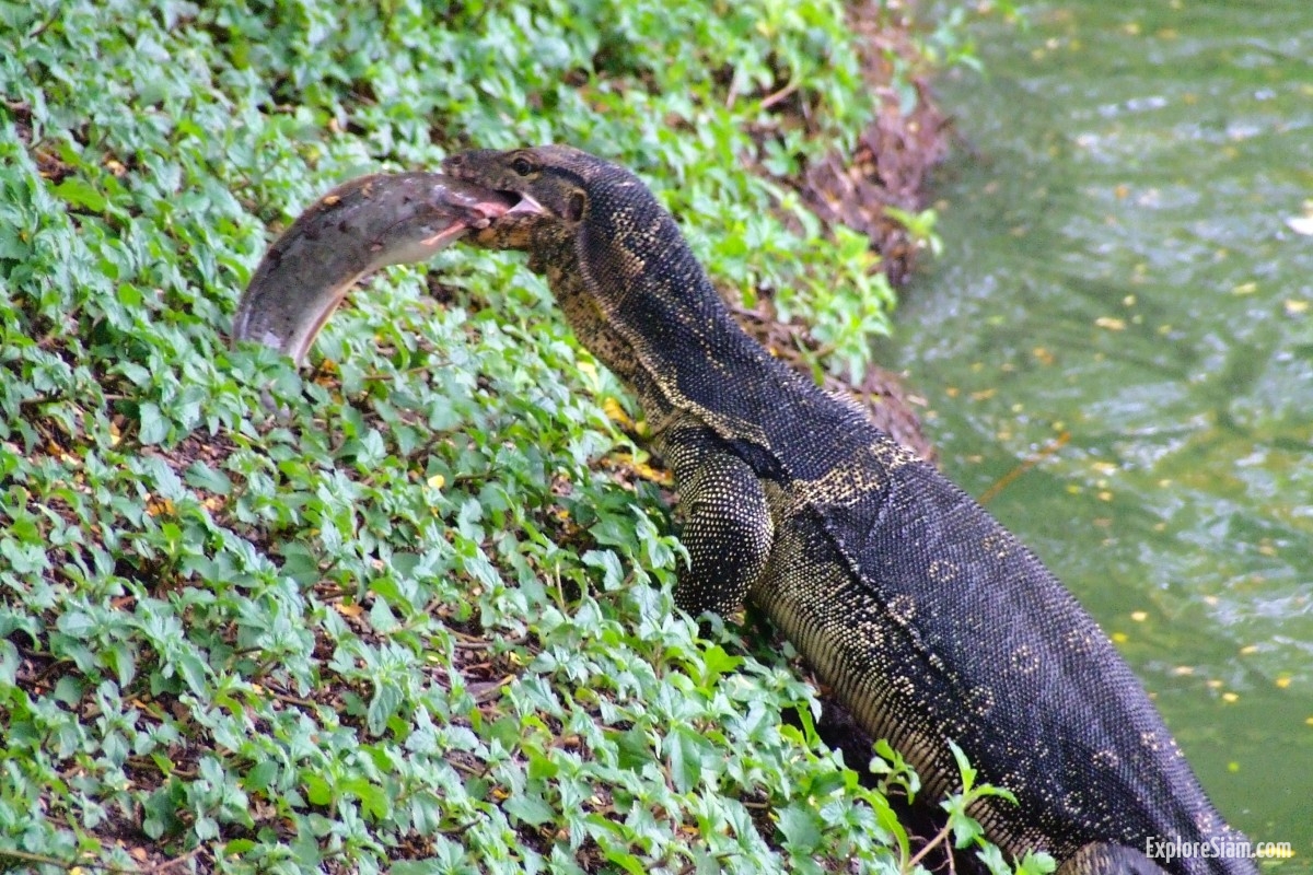 What to Know When You Encounter Monitor Lizards