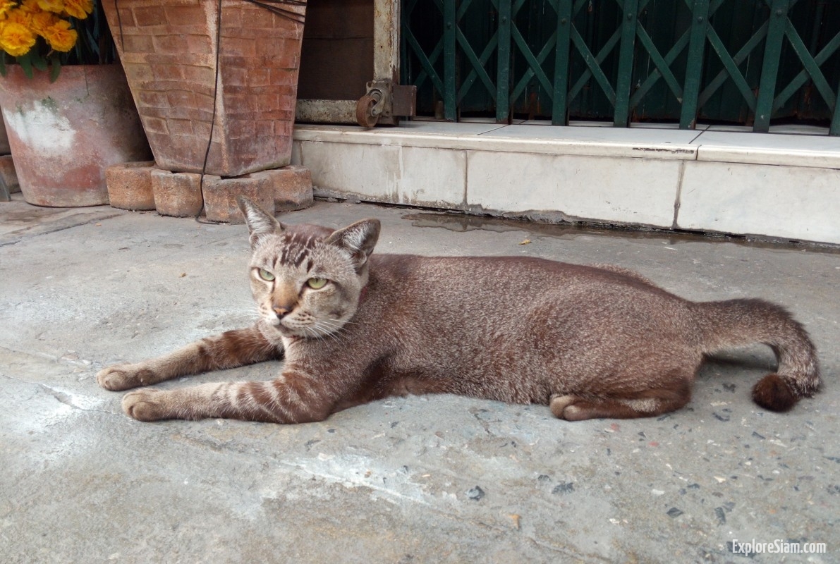 Cats in Thailand: From Temple Guardians to Street Strays