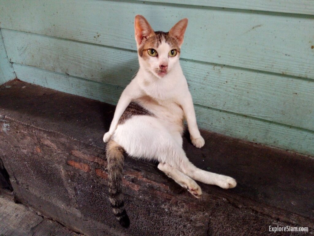 Cats in Thailand: From Temple Guardians to Street Strays