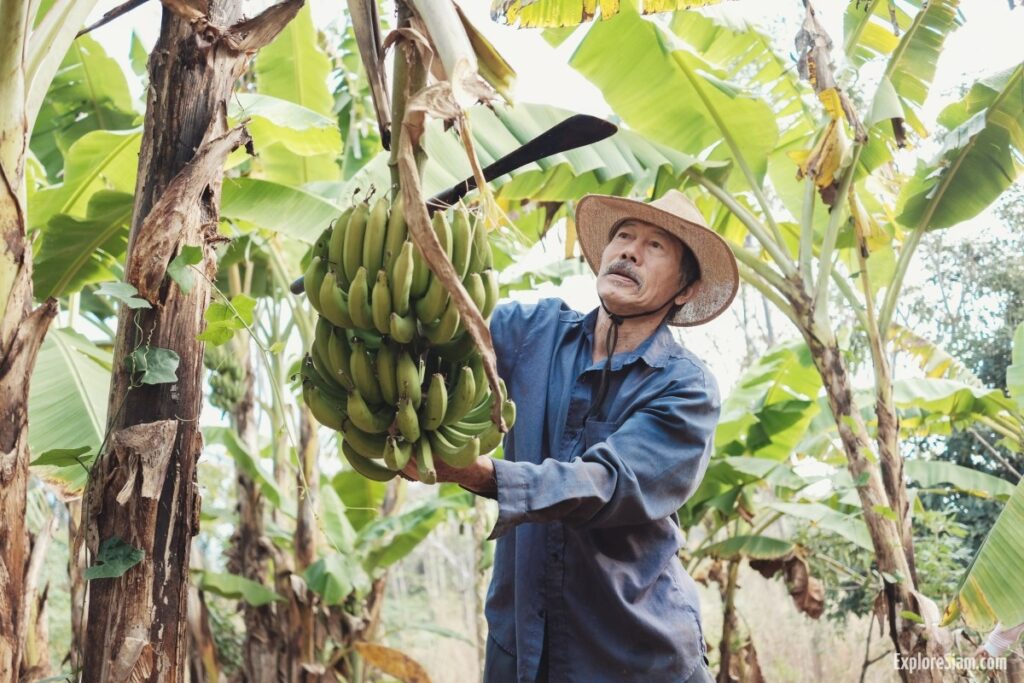 Banana Varieties of Southeast Asia