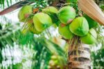 Coconuts and Palms: An Integral Part of Thai Life