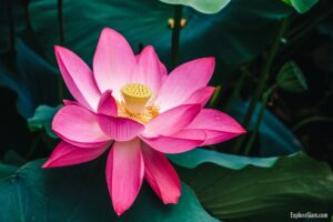 Lotus Flower: A Buddhist Symbol