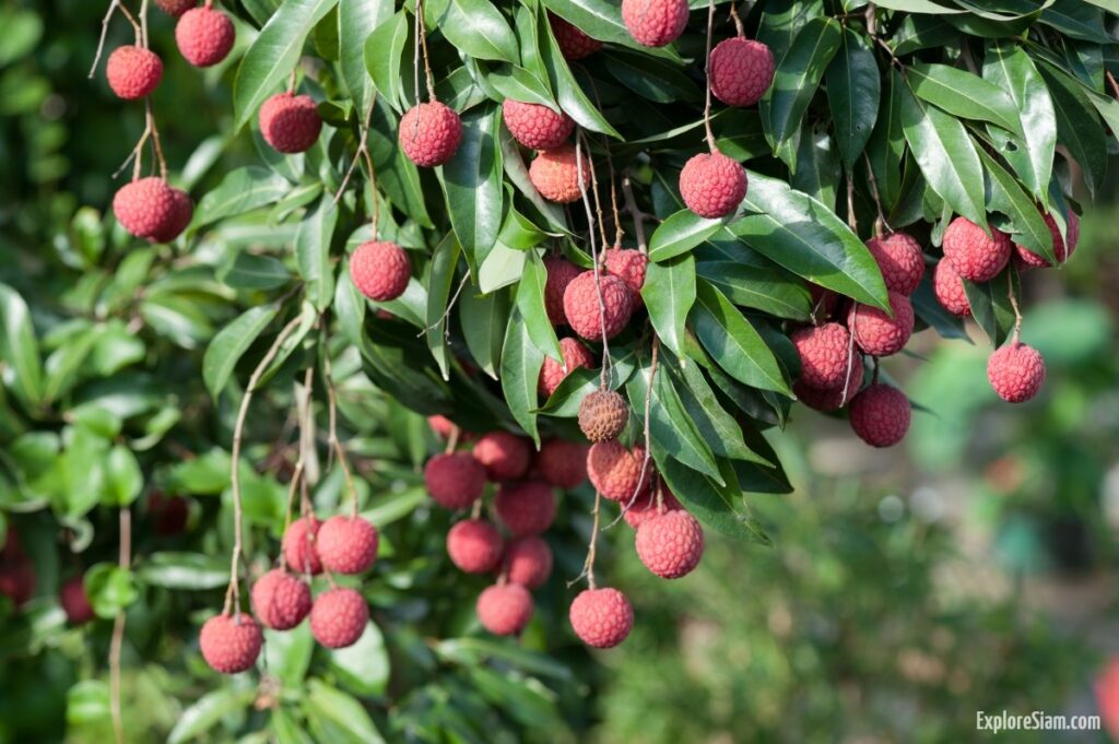 Lychee: Nature's Juicy Gem