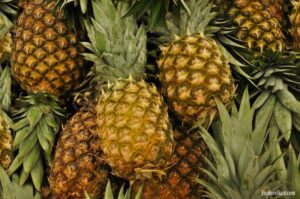 Pineapples of Southeast Asia