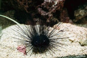 How to Avoid Trouble with Sea Urchins