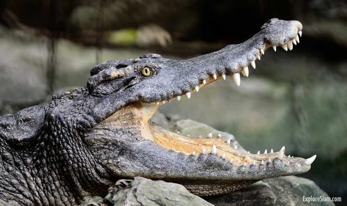 A Journey Through Thailand's Crocodile Farms