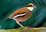 Gurney's Pitta: One of the World's Rarest Birds Living in Thailand