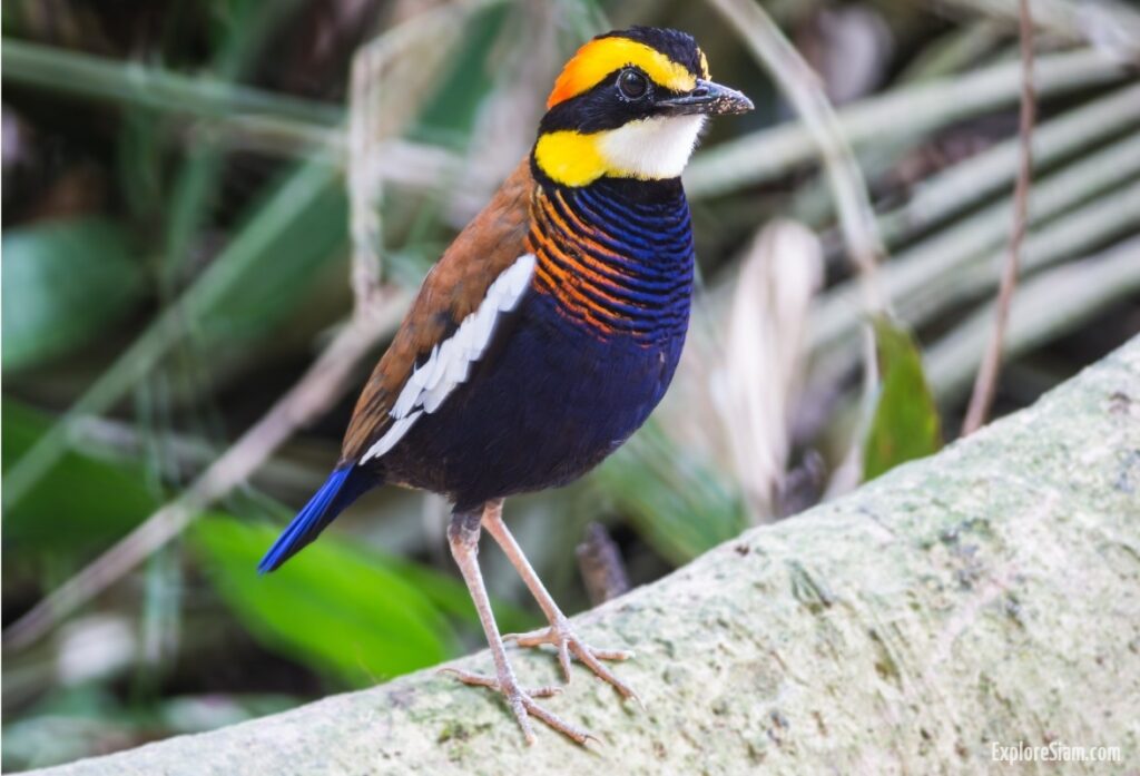 Gurney's Pitta: One of the World's Rarest Birds Living in Thailand