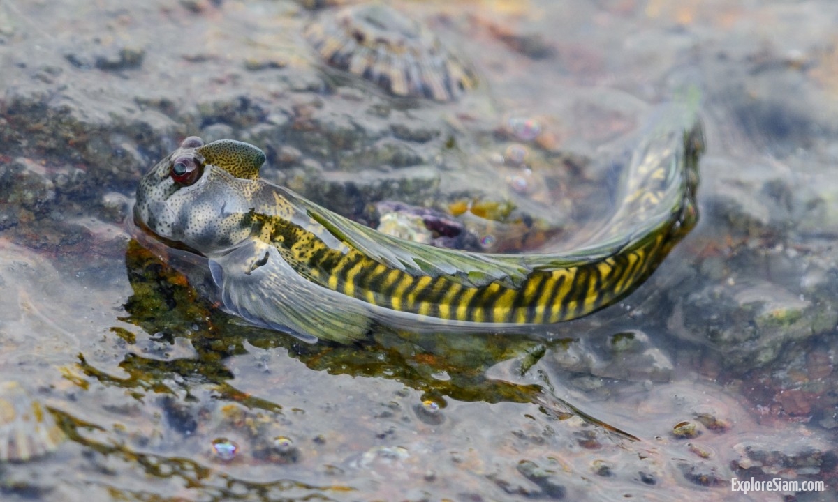 Mudskipper: Amazing Fish Walk on Land