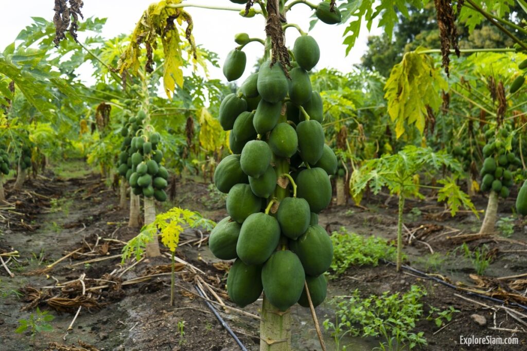 Papaya: The Perfect Blend of Taste and Health